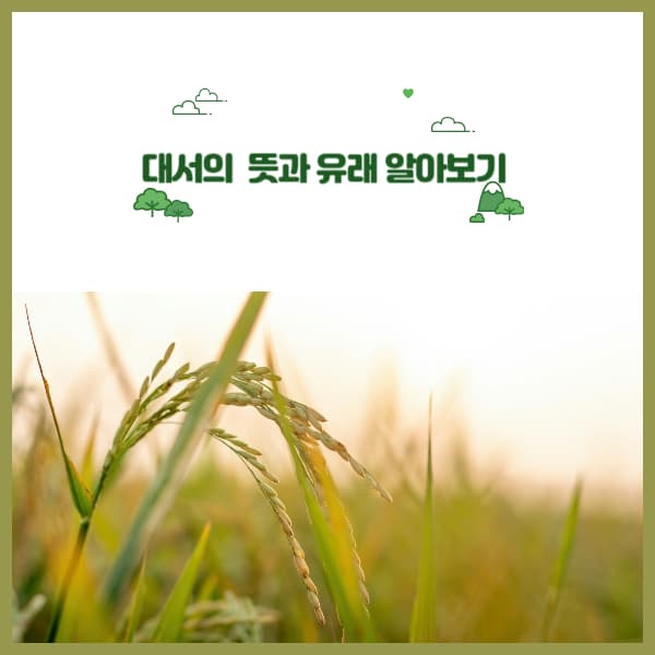 대서-시기-벼