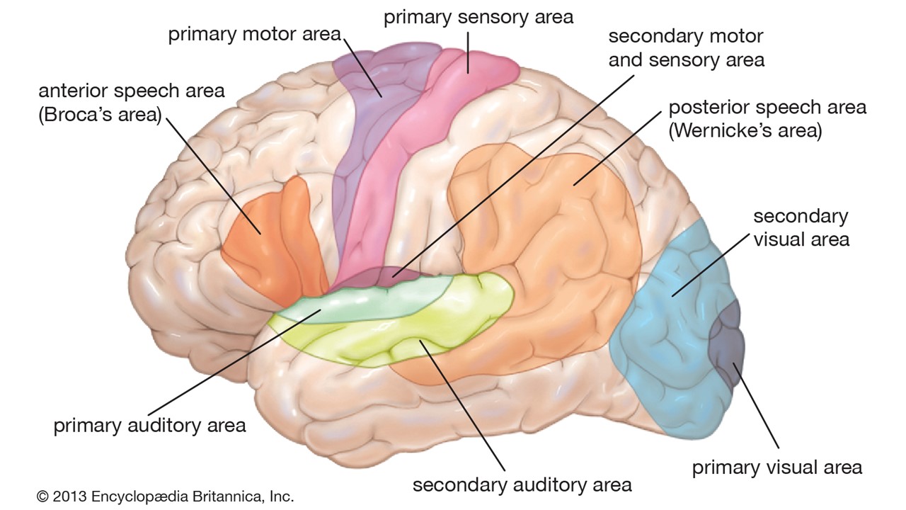 인간의 두뇌