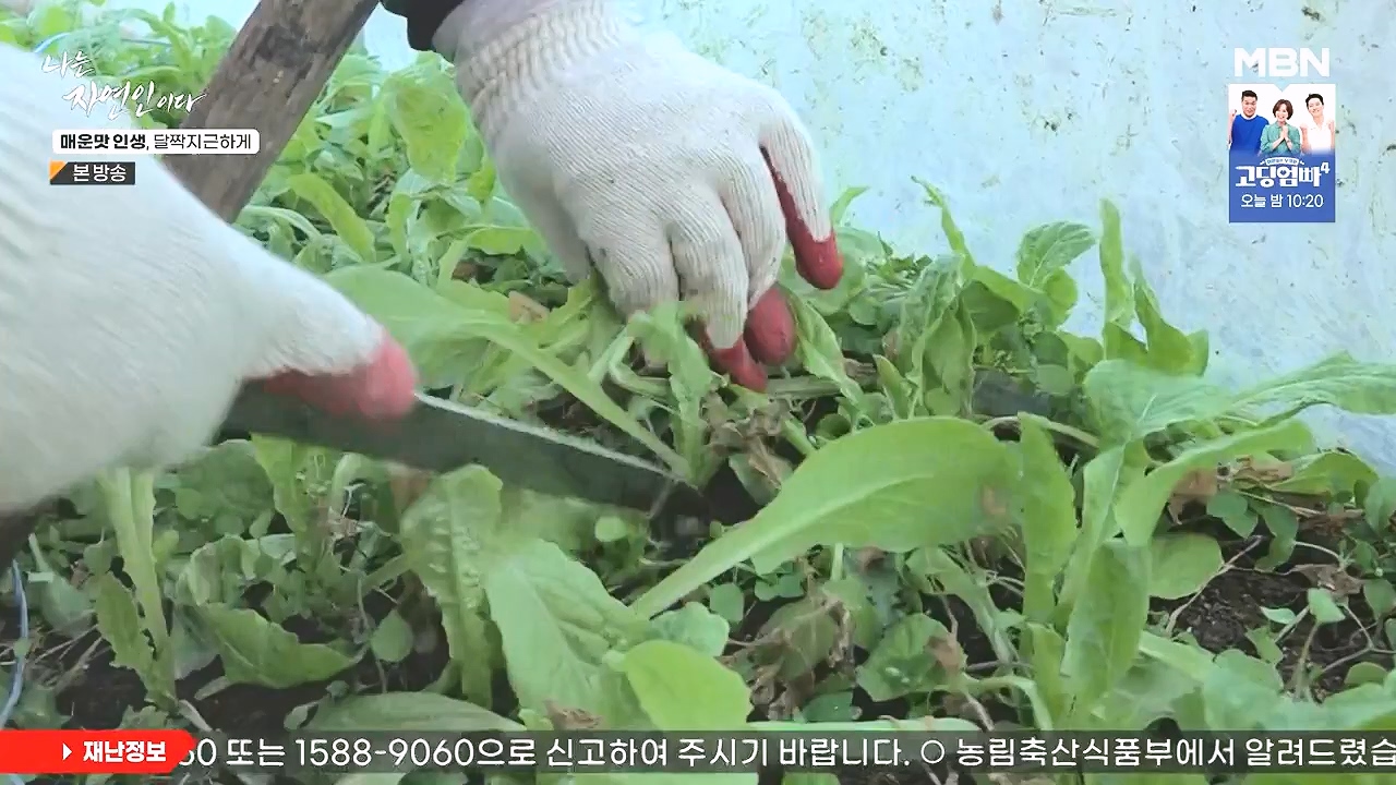 나는 자연인이다.E585.231221p-NEXT.mp4_20231221_200840.764.jpg