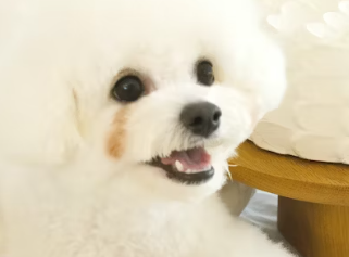 비숑 눈물 자국