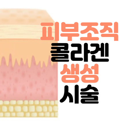 피부 조직 구조 사진
