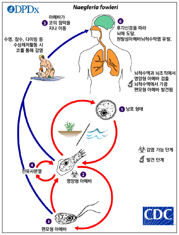 네글레리아_파울러리_감염_경로