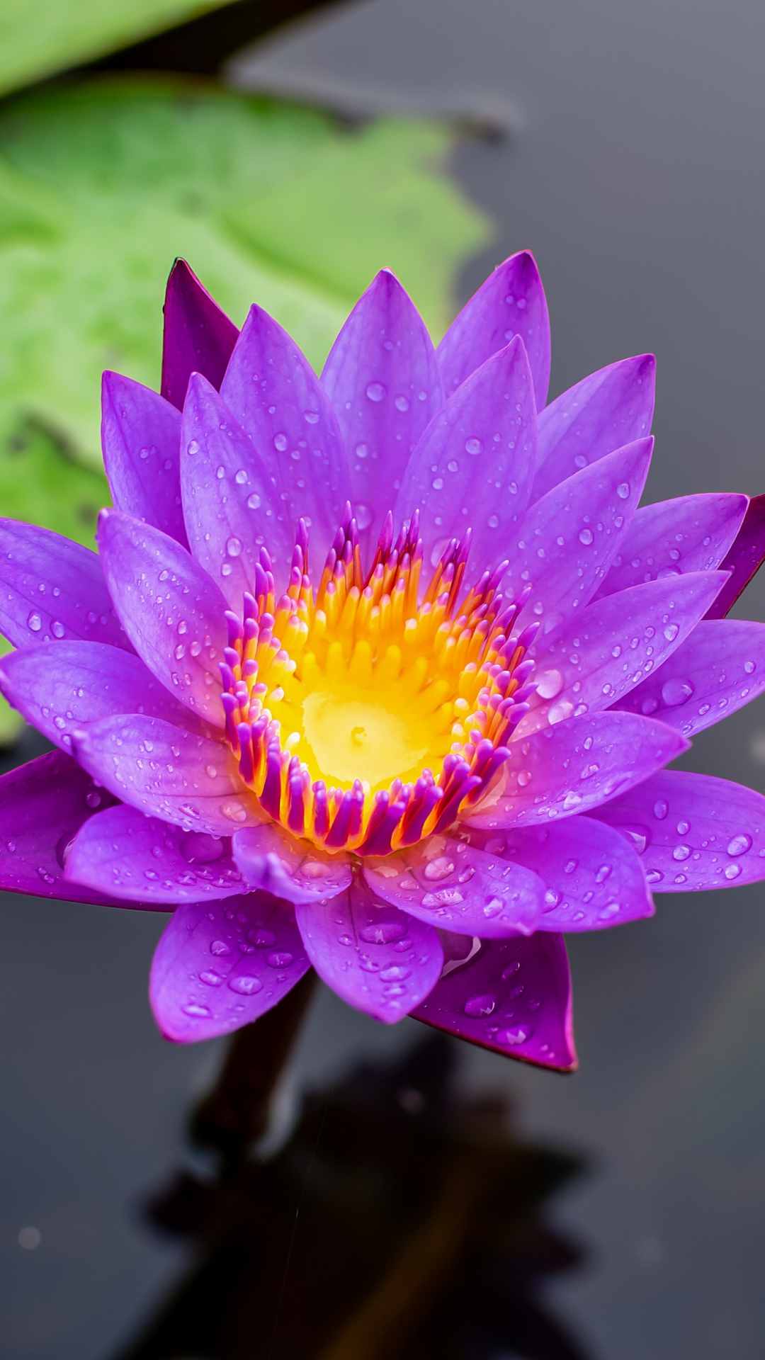 Lotus Flower iPhone Wallpaper