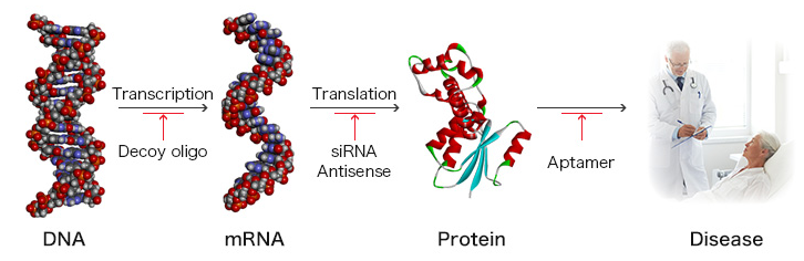  화이자,  모더나(mRNA) 백신 부작용 증가시키는 원인
