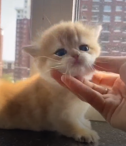  귀여운 아기고양이!!