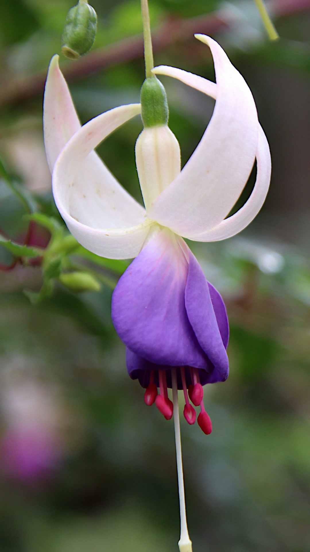 Fuchsia Flower iPhone Wallpaper