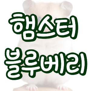 햄스터 블루베리