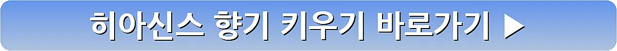 히아신스 향기 키우기_7