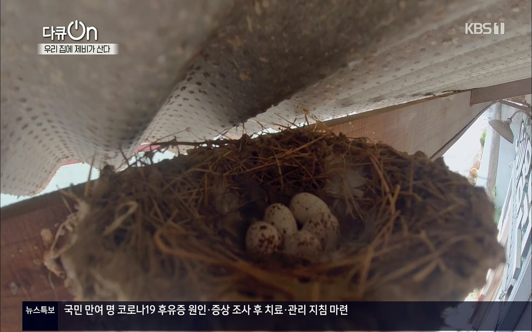 다큐 On.E143.220610p.H264-F1RST.mp4_20220613_202633.917.jpg