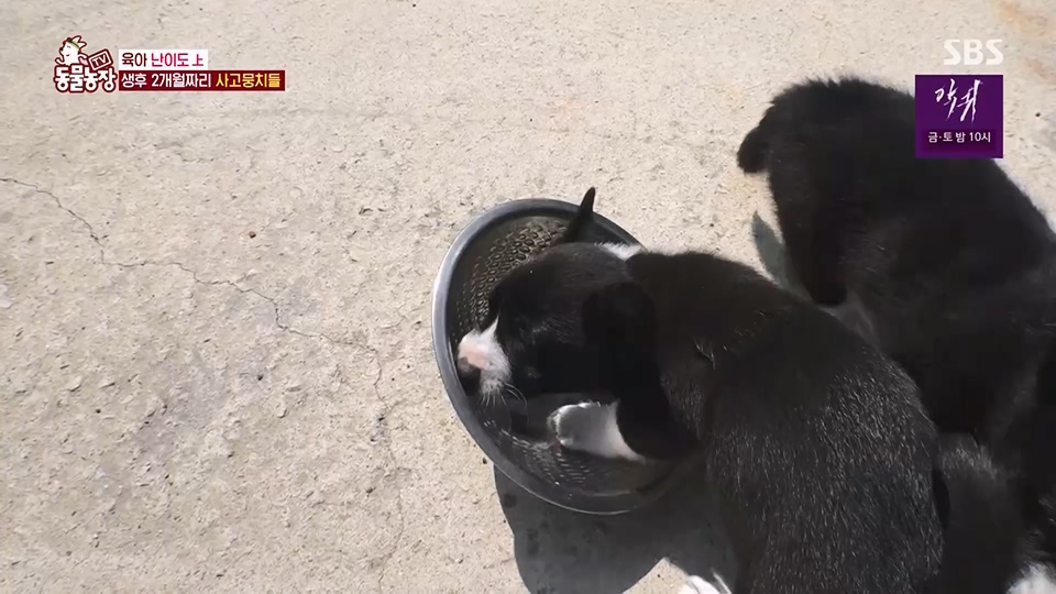 TV 동물농장.E1126.230625p.H264-F1RST.mp4_20230626_204256.052.jpg
