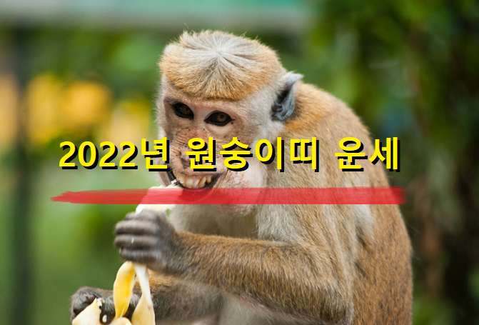  2022년 원숭이띠 운세 19세 31세 43세 55세 67세 나이별 원숭이띠 운세