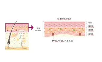 피부 구조와 기능 표피 진피 피하조직 위치 역할_22