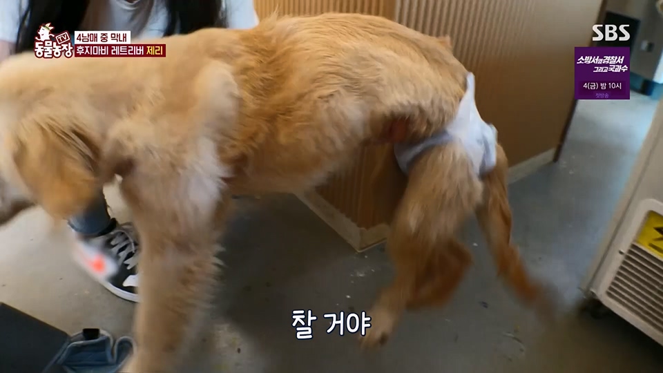 TV 동물농장.E1129.230716p.H264-F1RST.mp4_20230716_183616.217.jpg