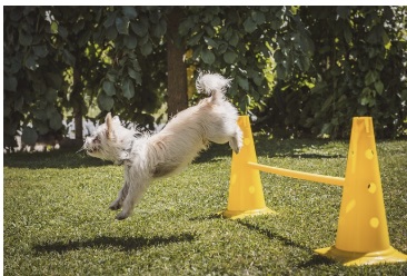 공동주택 반려동물 법규 실천