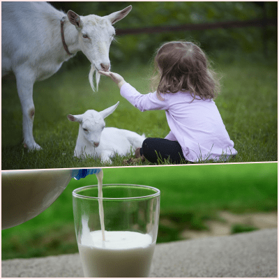 산양과 여자아이&#44; 산양유