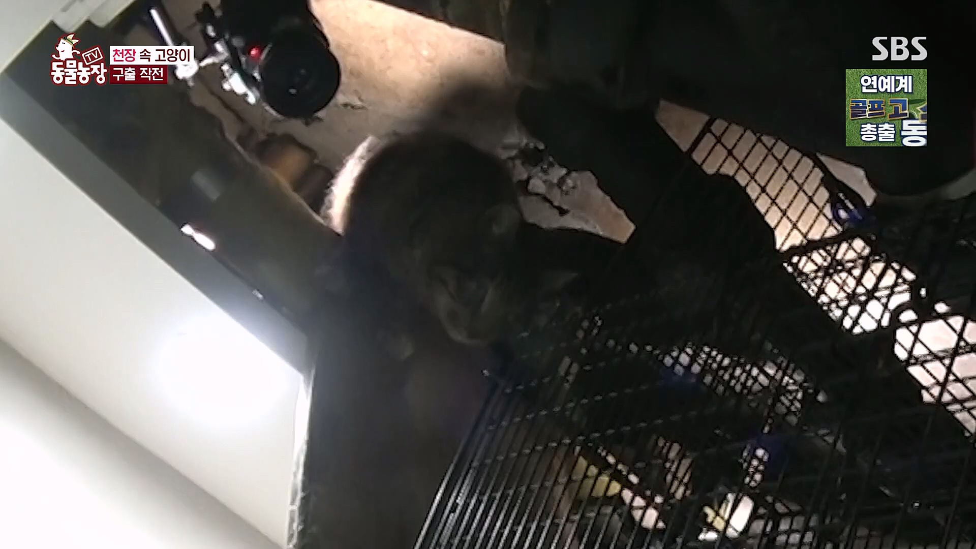 TV 동물농장.E1113.230326p.H264-F1RST.mp4_20230326_172456.492.jpg