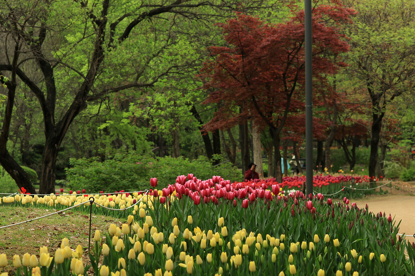 주말 서울숲 튤립 개화 현황… 8