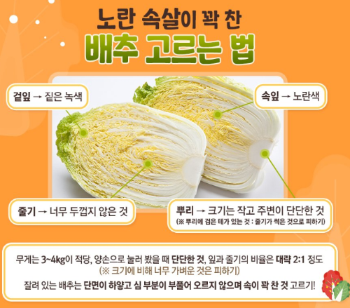 맛있는 배추 고르는법