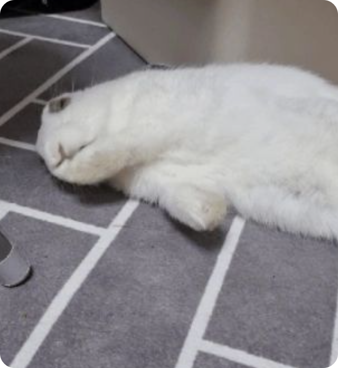  토끼를 위한 바닥을 만들어 주세요.