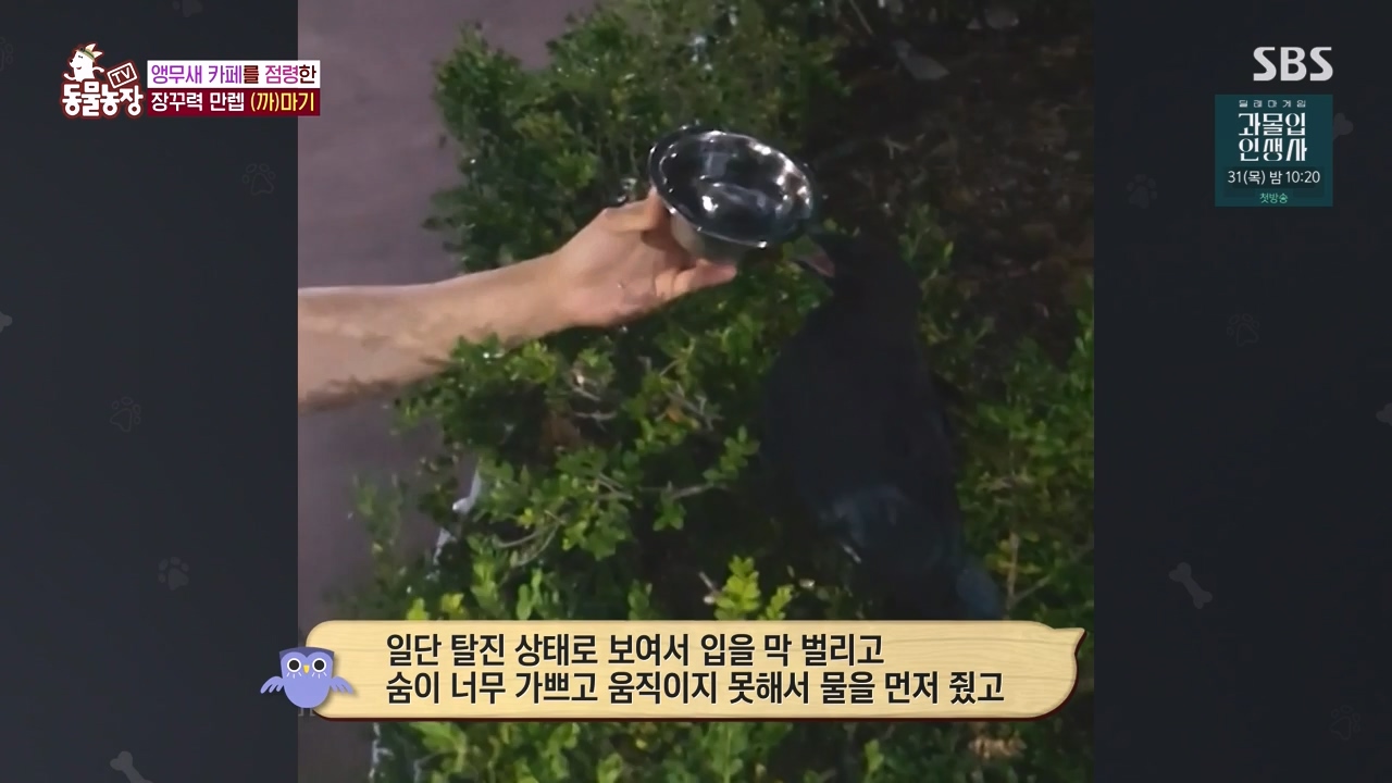 TV 동물농장.E1135.230828p-NEXT.mp4_20230827_180818.163.jpg