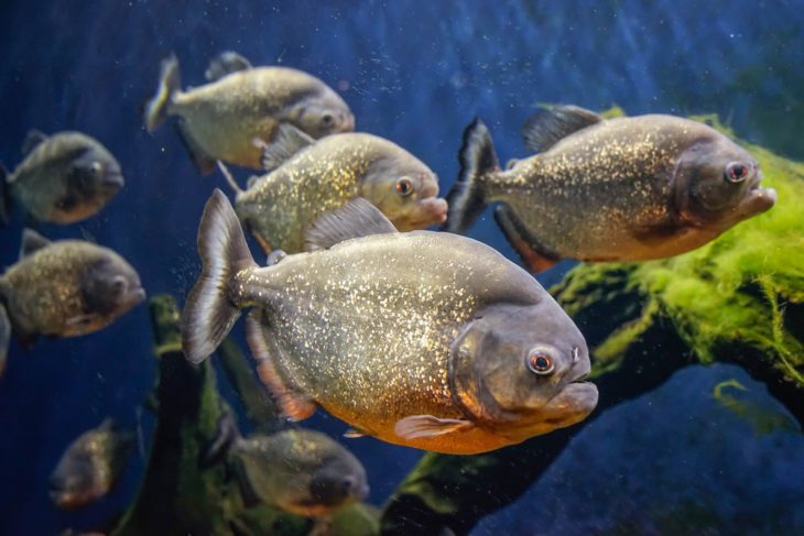 10 Macam Ikan Paling Mematikan di Dunia