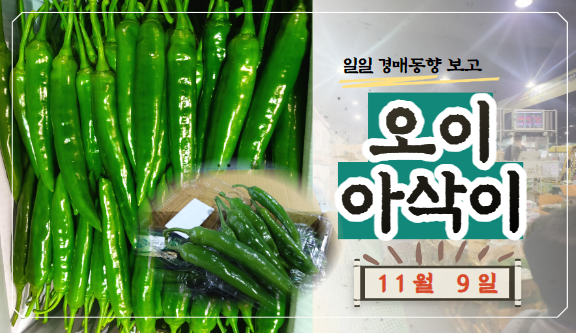  [경매사 일일보고] 11월 9일자 가락시장 오이아삭이 경매동향을 살펴보겠습니다!