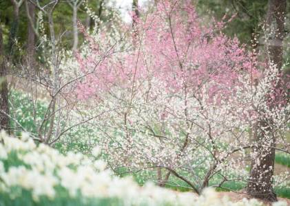 봄 매화꽃 축제 여행 정보
