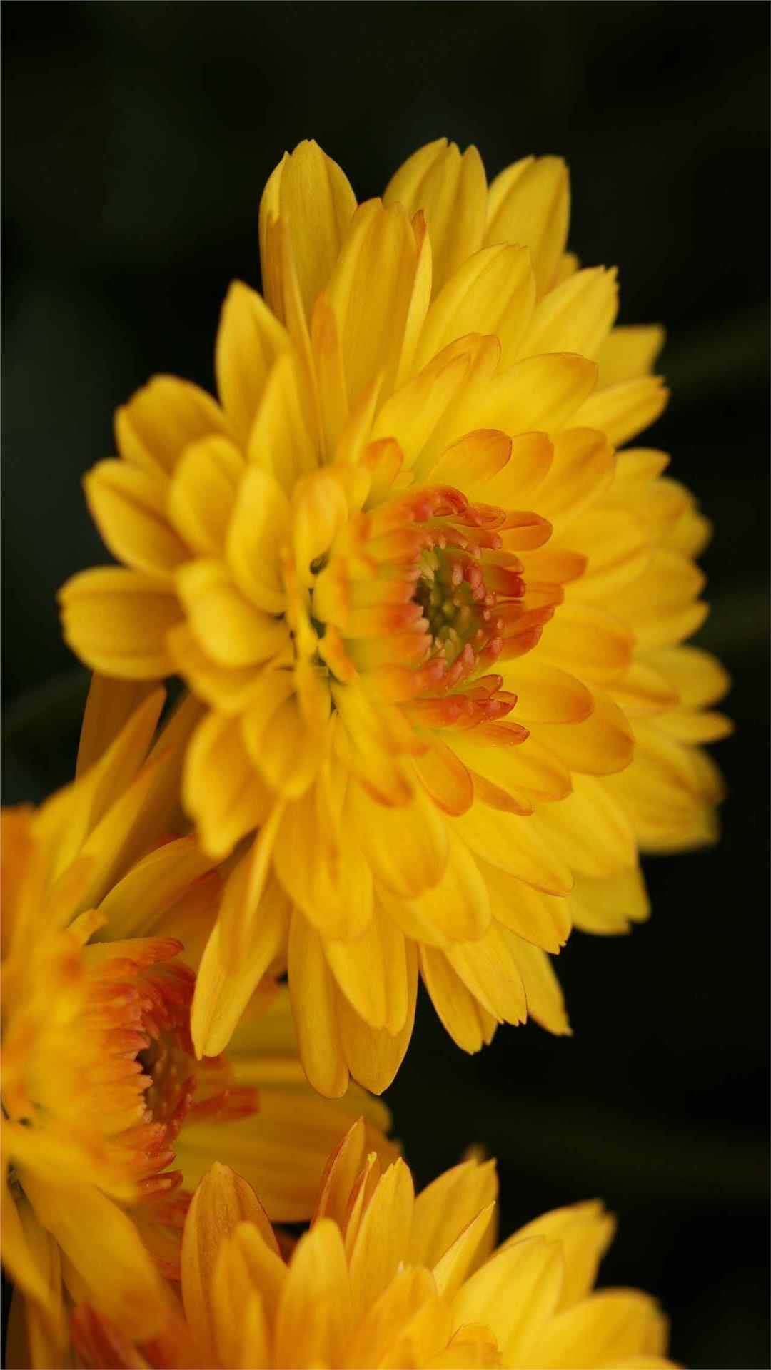 Chrysanthemum Flower iPhone Wallpaper