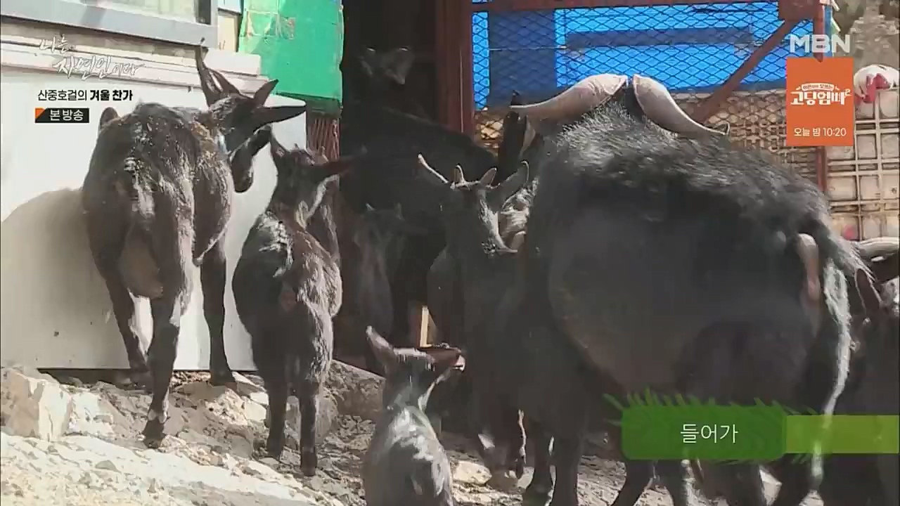 나는 자연인이다.E533.221222p.WANNA.mp4_20221222_194220.115.jpg
