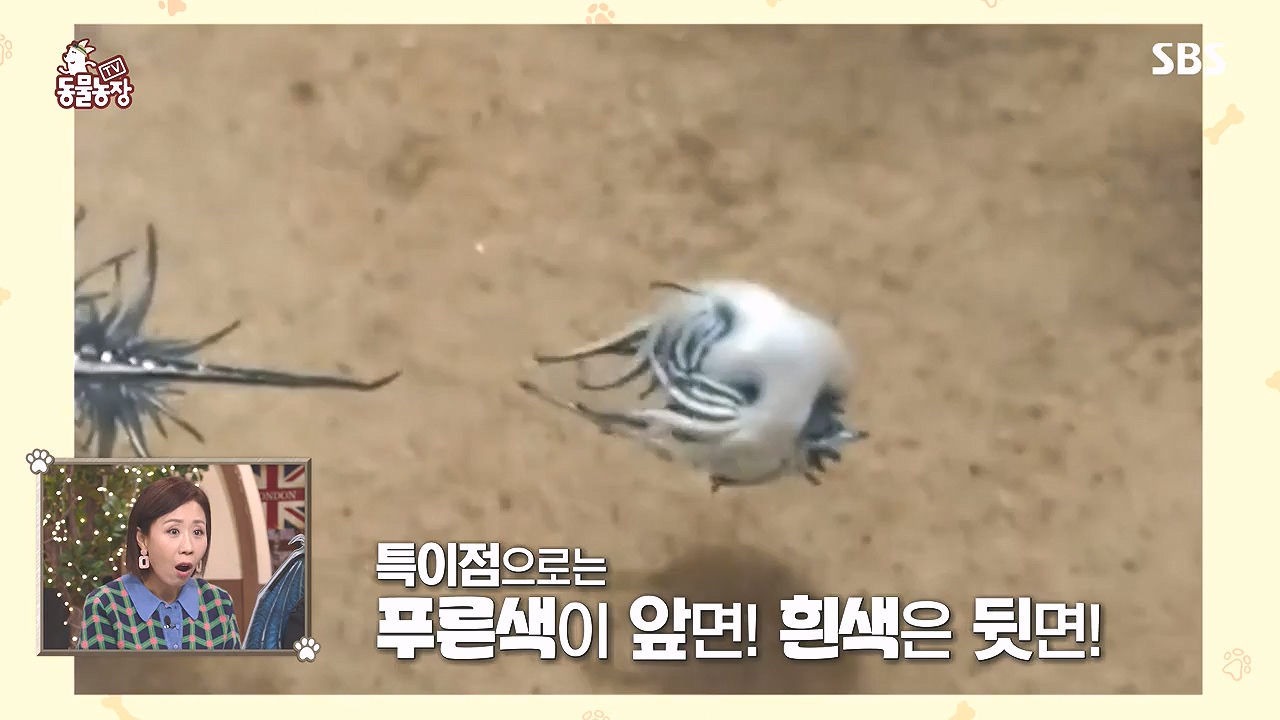 TV 동물농장.E1153.240108p-NEXT.mp4_20240107_170618.305.jpg