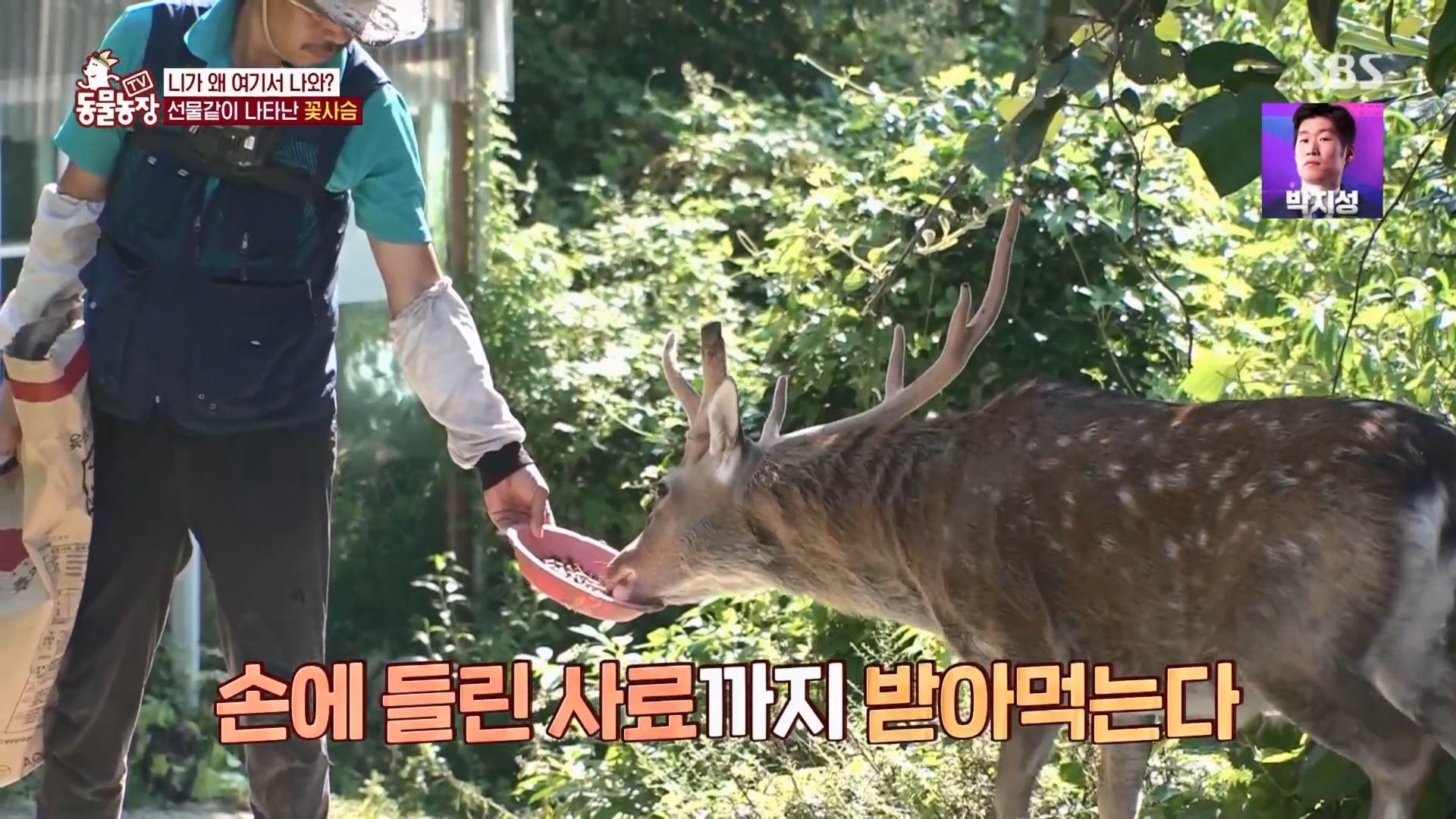 TV 동물농장.E1139.230924p.H264-F1RST.mp4_20230924_171525.605.jpg