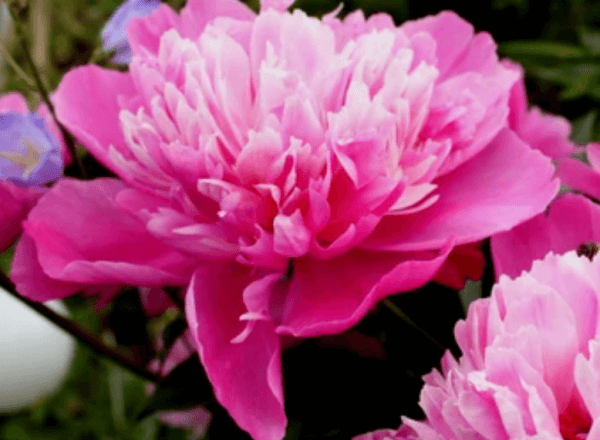 수세미즙효능,작약꽃말,흰작약작약차효능:비염에좋은약초,혈행에몸에좋은차 9