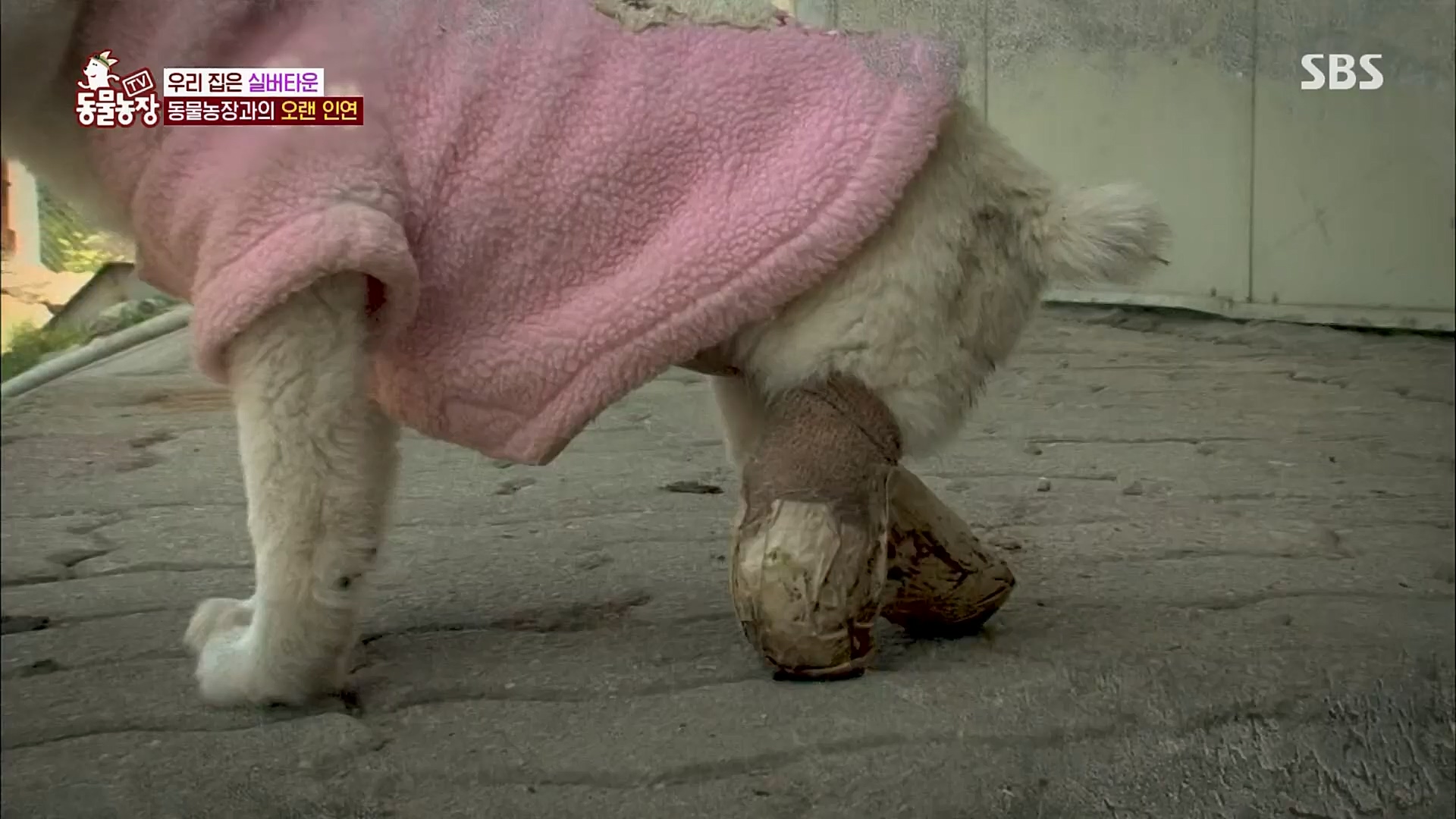 TV 동물농장.E1115.230409p.H264-F1RST.mp4_20230409_173050.356.jpg
