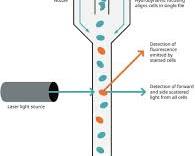 Flow cytometry