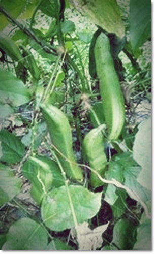 작두콩