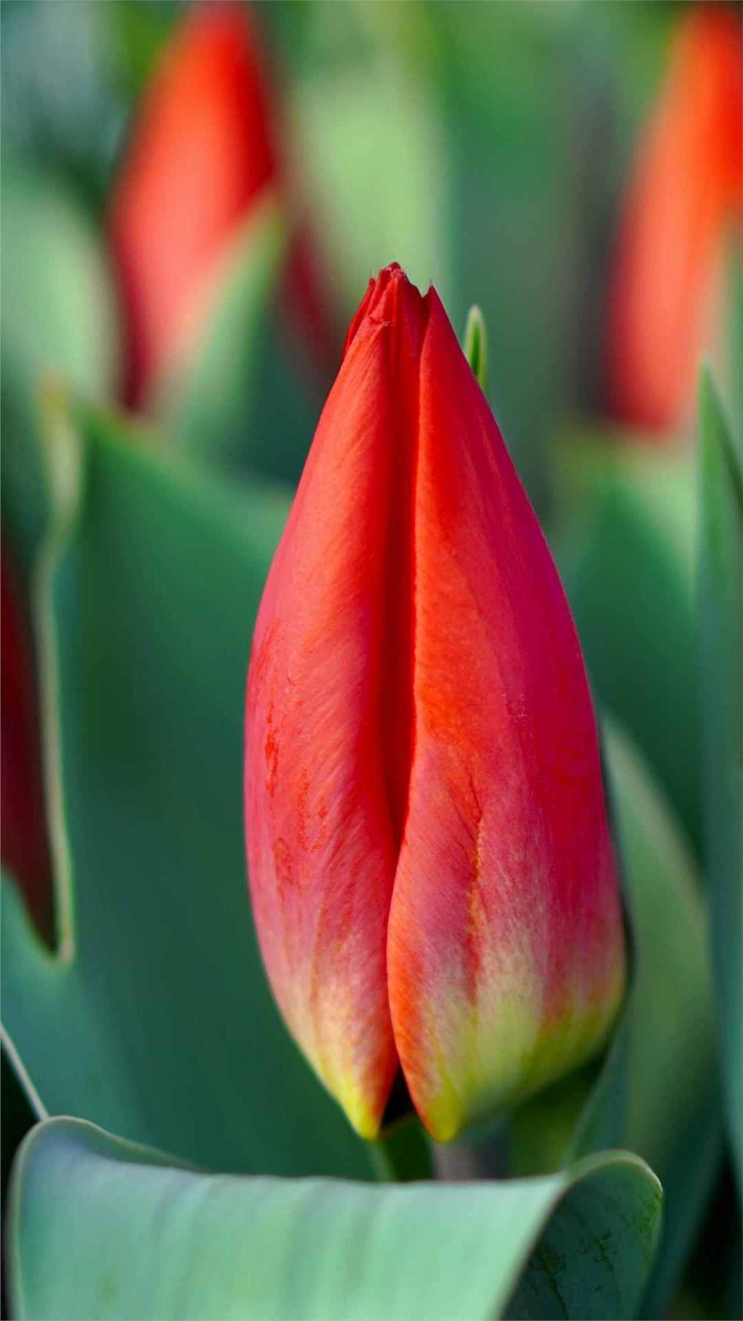 Tulip Flower iPhone Wallpaper