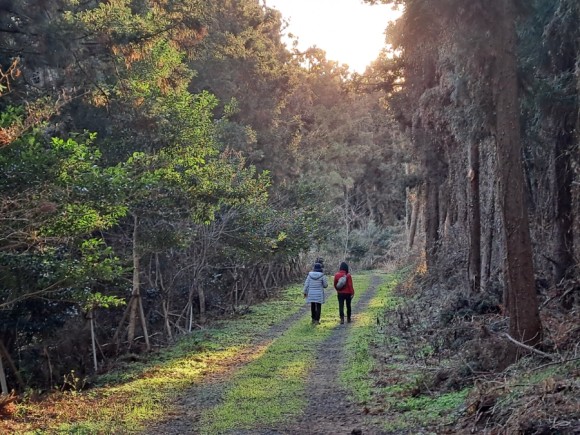 정물 당오름, 오름 그리고 금악오름 49