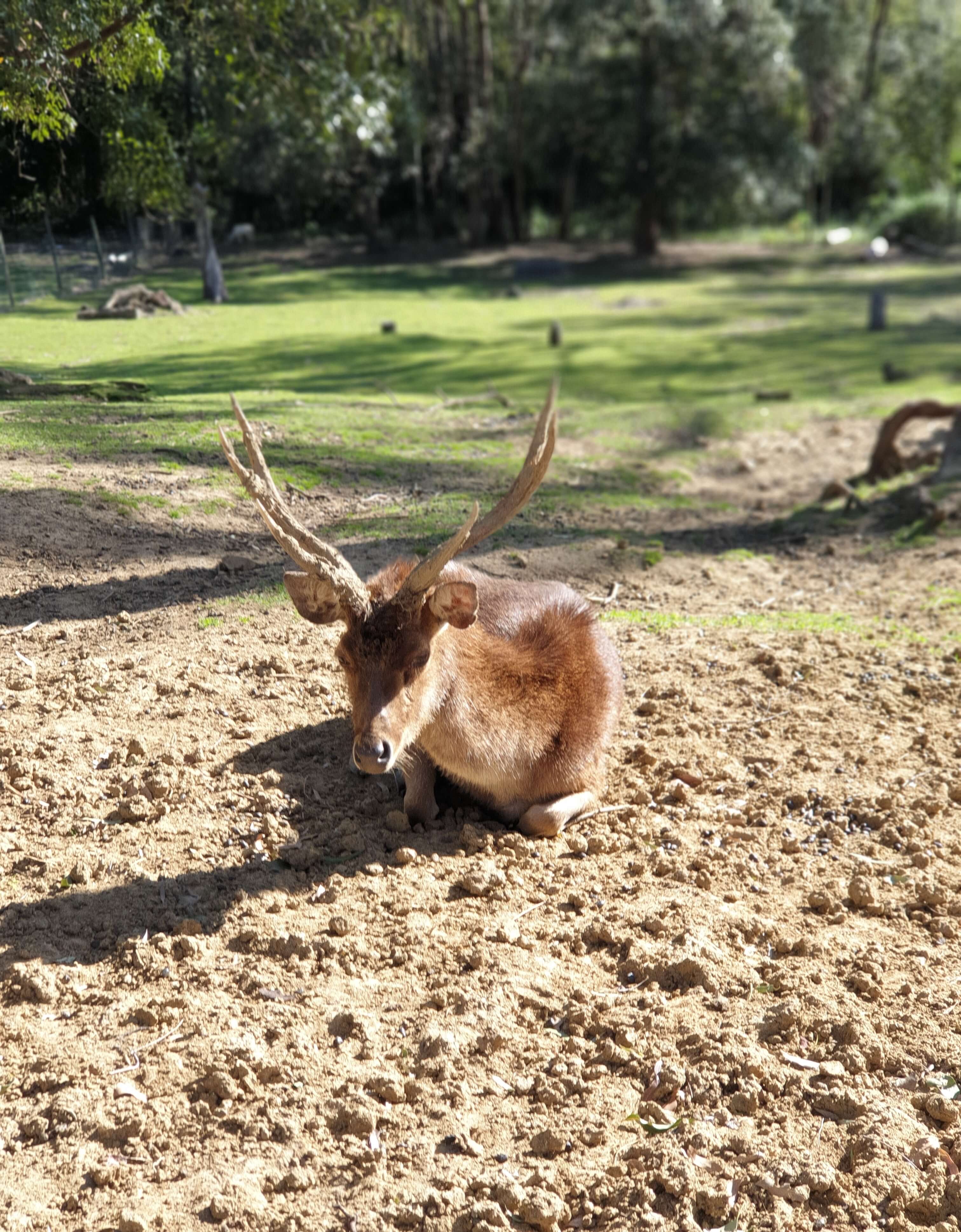  호주 브리즈번 근교 Lyell Deer Sanctuary 사슴 농장