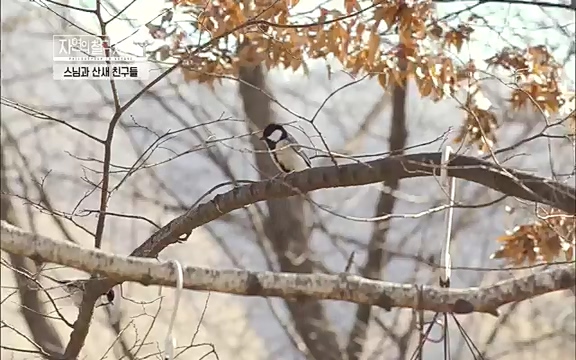 [3회] 자연의 철학자들 - KBS새처럼 살고 싶어라] 자연이라는 위대한 법당에서 숲의 울림, 새들의 소리를 들으며 깨달음을 얻은 도연 스님.ts_20220320_153547.046.jpg