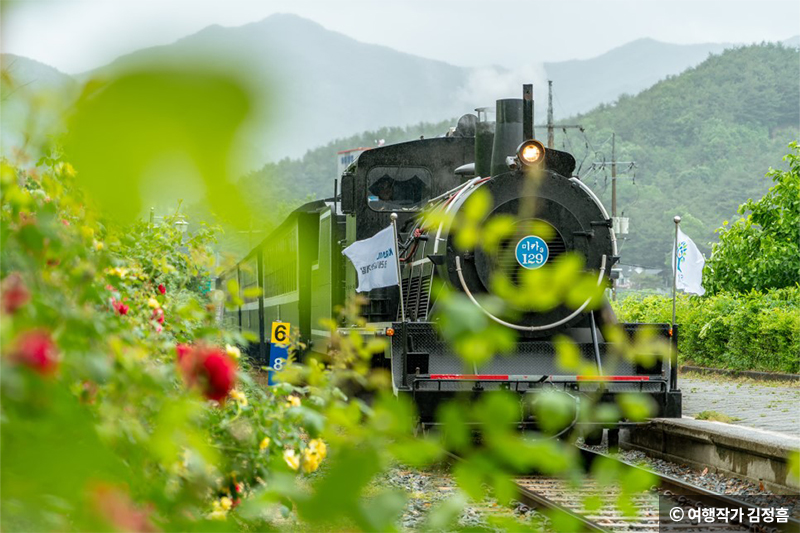 곡성세계장미축제 정보