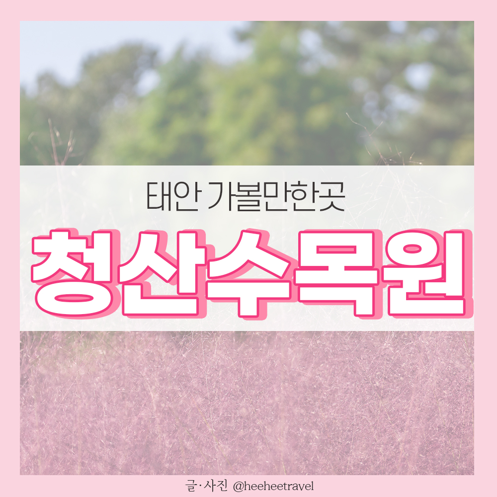  태안 청산수목원 핑크뮬리 팜파스축제 + 애견동반 가능