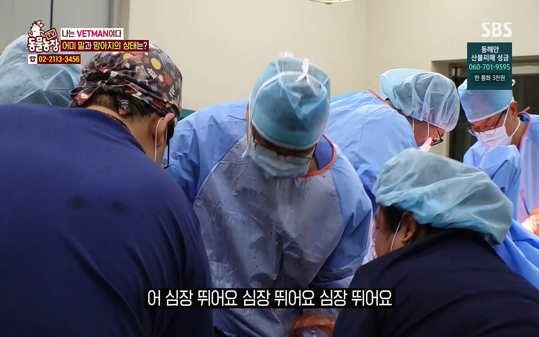 TV 동물농장.E1062.220327p.H264-F1RST.mp4_20220327_174452.375.jpg