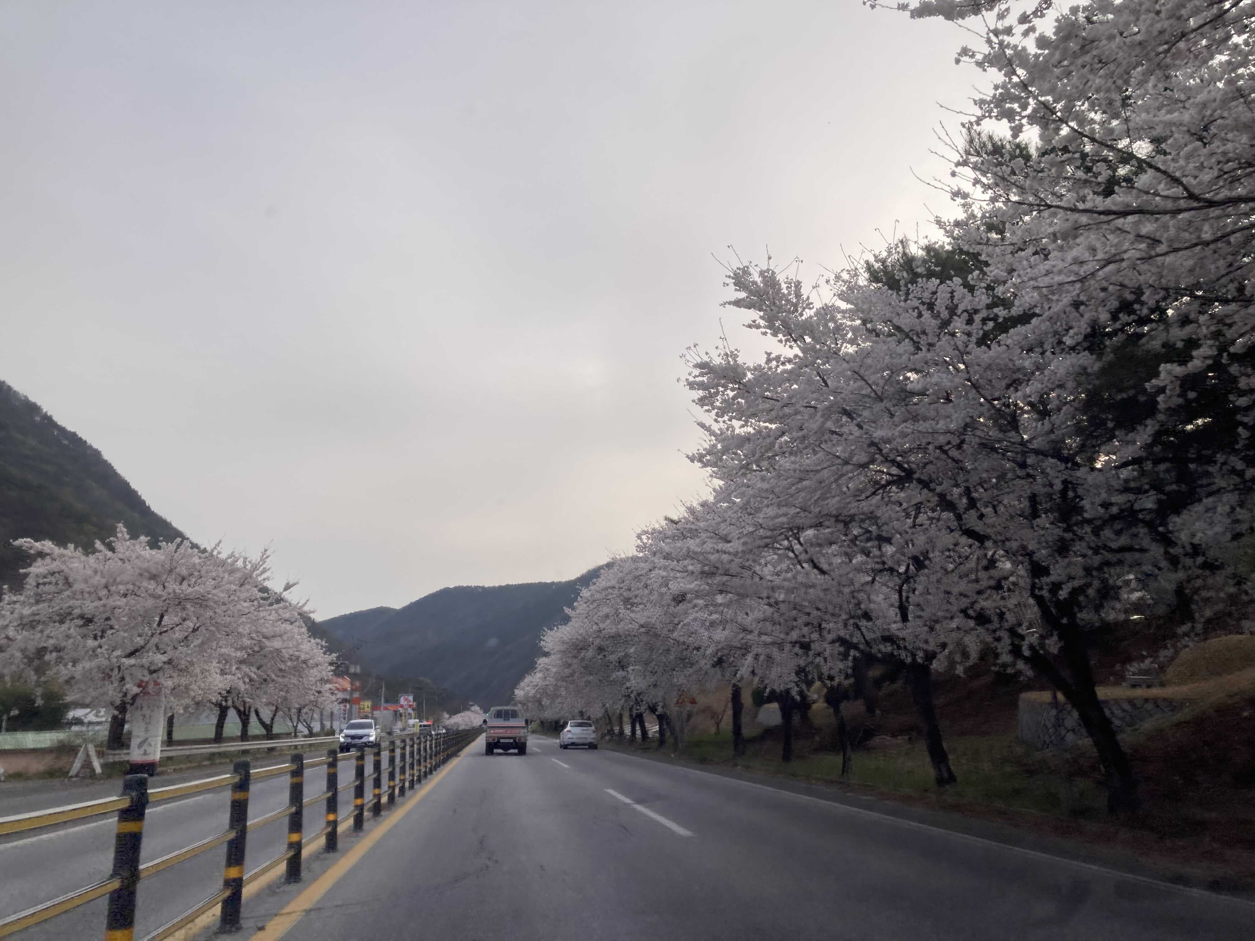  대구 팔공산 벚꽃 길 드라이브 해요