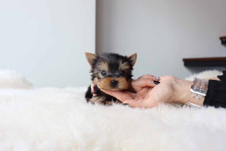 행복하게 지내요 요크셔테리어분양 쫑이만나 5