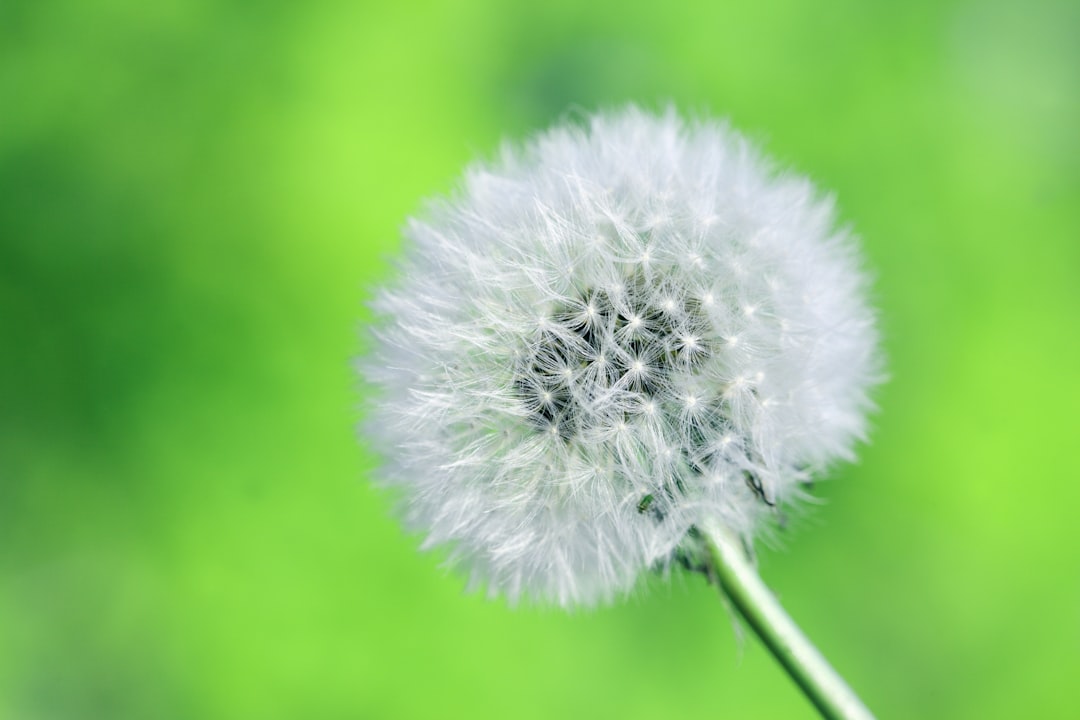 Dandelion
