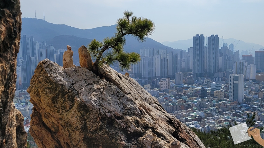 연산동 배산 진달래 :: 소소한 일상의 기록과 이야기들