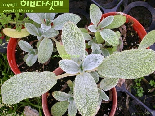 람스어스