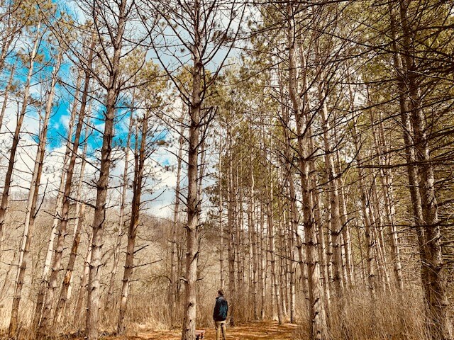 긴 나무-숲속에-남자가-서있는-모습