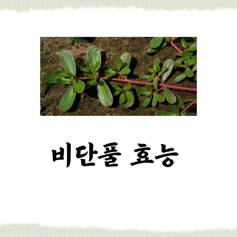  몸에좋은 비단풀 효능 먹는법 부작용 총정리