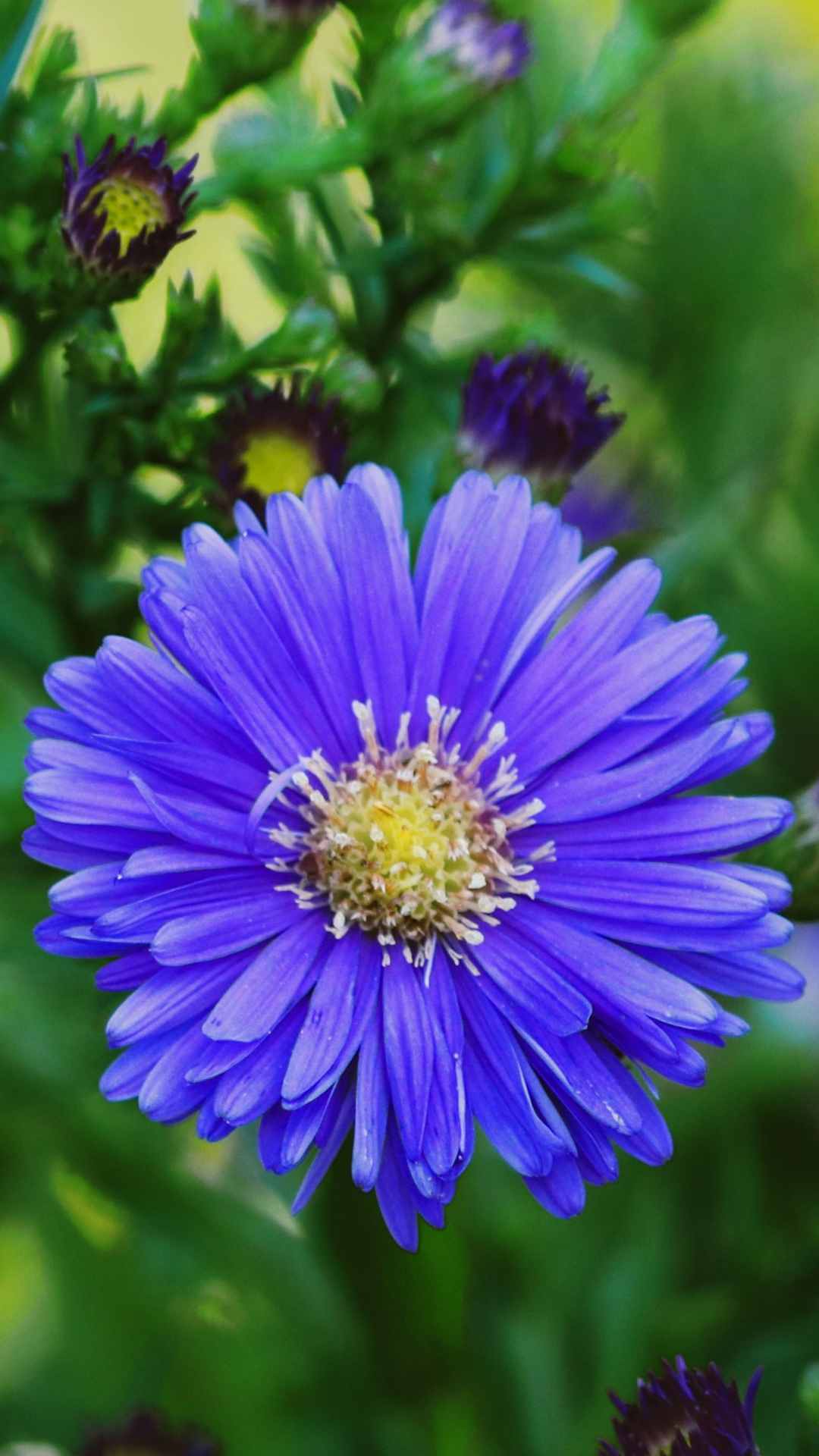 Aster Flower iPhone Wallpaper